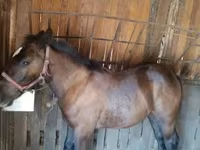 Hingst, Hungarian horse breed — foto 1