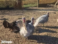 Turkeys — sawirka 1