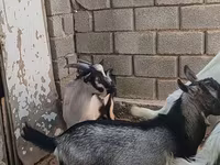 تيس, LaMancha goats — الصورة 3