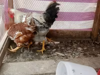 Chickens — foto 1