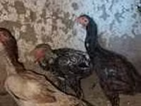 Chickens — 照片 8