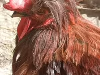Chickens — zdjęcie 2
