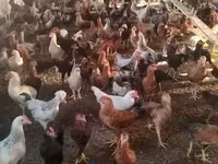Chickens — ፎቶ 3