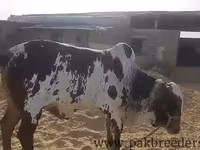 Говбуз, Simmental cattle — акс 1