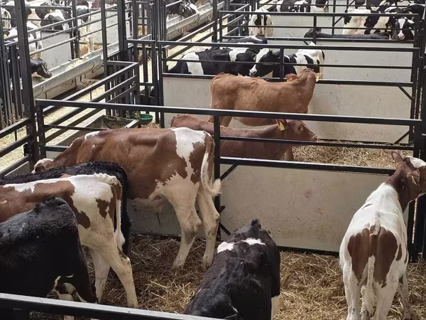 公牛, Cattle