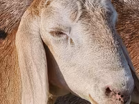 Bagge, Arashan sheep — foto 3