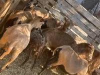 Oaie, Cameroon sheep — foto 4