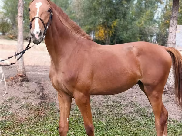 Hingst, Arabian horse