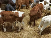 የከብት እንስሳት (ቡድን፣ ጾታ አልተጠቀሰም), Cattle — ፎቶ 8