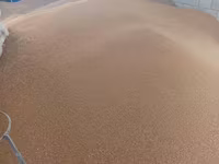 Буудай пшеница таза дандуу 40 тон — foto 2