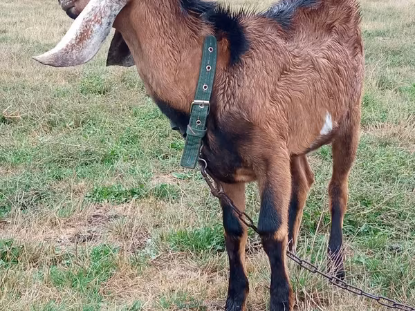 Ямааны ухна, Nubian Goat