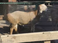 Beran, Arashan sheep — foto 3