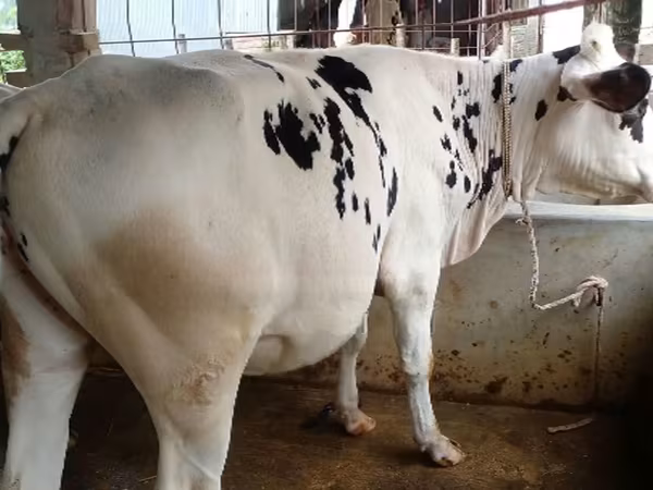 गाय, गोलस्टीन नस्ल — बांग्लादेश