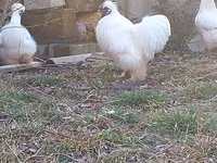 Chickens — الصورة 4