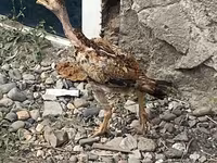 Indisches Kampfhuhn — Foto 4