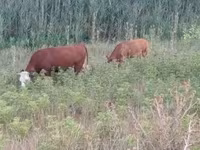 Ko, Limousin-ko. — foto 4