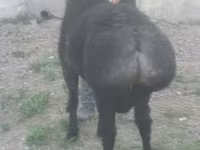 Kambing jantan, Sheep — foto 1