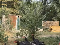Chickens — zdjęcie 3