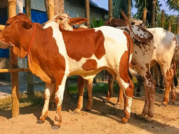 Bò đực, Bò nước — Bangladesh