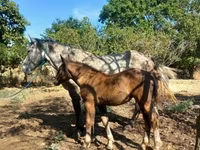 母马, Horses — 照片 3