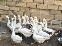 Geese — foto 1
