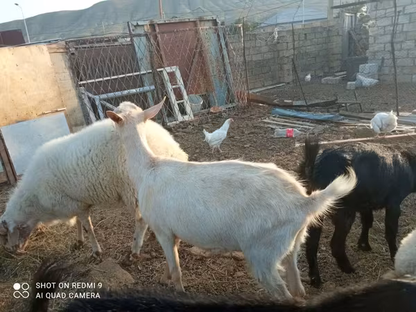 Kozy (šarže, pohlaví neuvedeno), Kozy