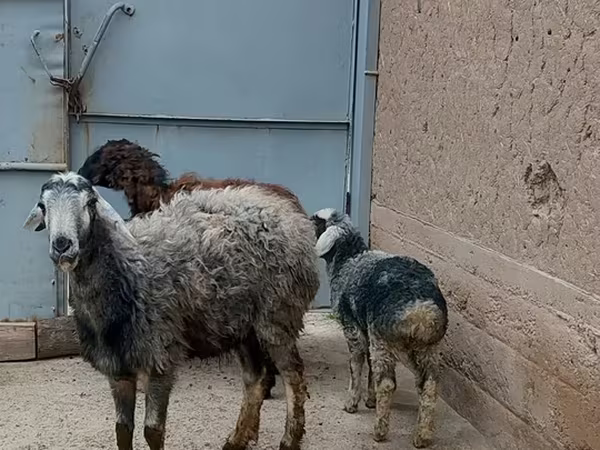 Модагӯсфанд, Гӯсфандон