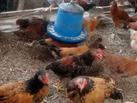 Chickens — φωτογραφία 3