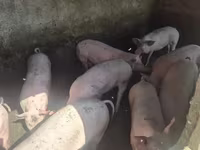 Vier, Porci — foto 1