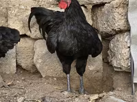 Australian Pit Game fowl — sawirka 2