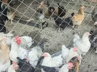 Chickens — عکس 1