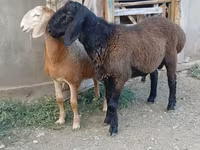 Bélier, Arashan sheep — photo 1