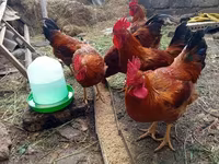 Chickens — sawirka 2