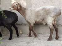 قوچ, گوسفند — عکس 6