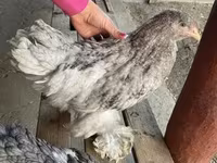براهما — عکس 2