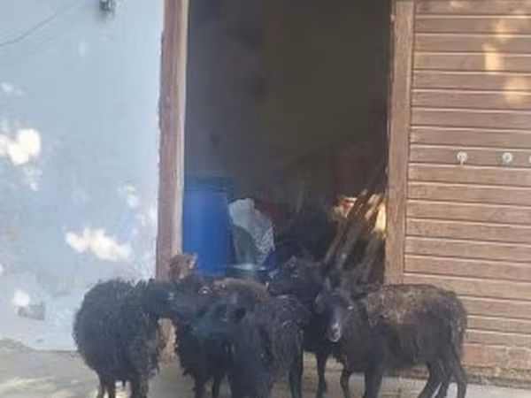암양, Ouessant sheep