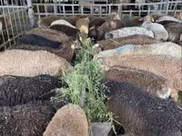 Oaie, Krasnoyarsk sheep — foto 6