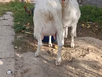 Dişi keçi, Alpine goat — foto 8