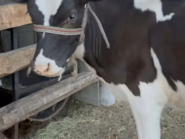 Lo’, Holstein breed