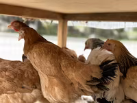 Chickens — تصویر 2