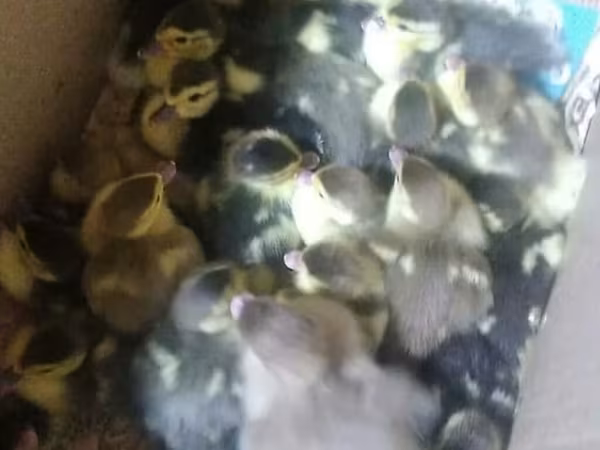 Muscovy domestica