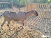 பெண் வெள்ளாடு, Alpine goat — புகைப்படம் 3