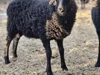 میش, Racka sheep — عکس 2
