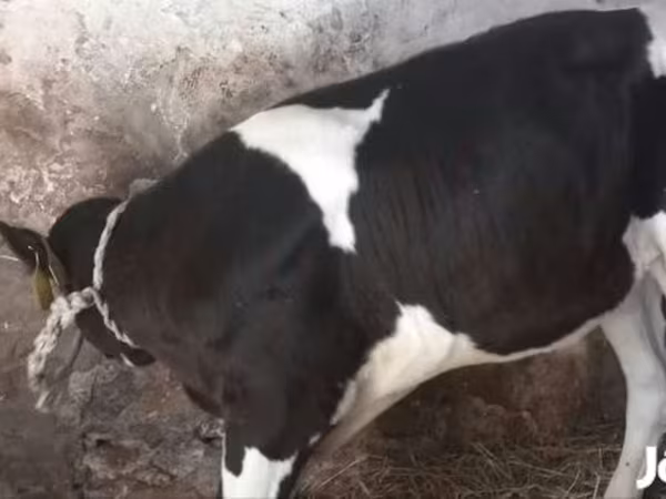 Lembu jantan, Holstein breed