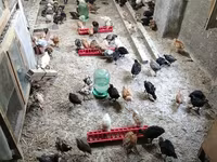 Chickens — foto 2