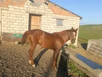 Horse (M), Azerbaijan horse — photo 2