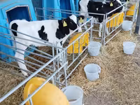Bull, Holstein breed — photo 3