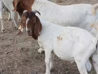 بز نر, Boer goat — عکس 3