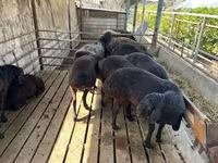 Kambing jantan, Sheep — foto 5