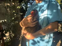 Chickens — Foto 2